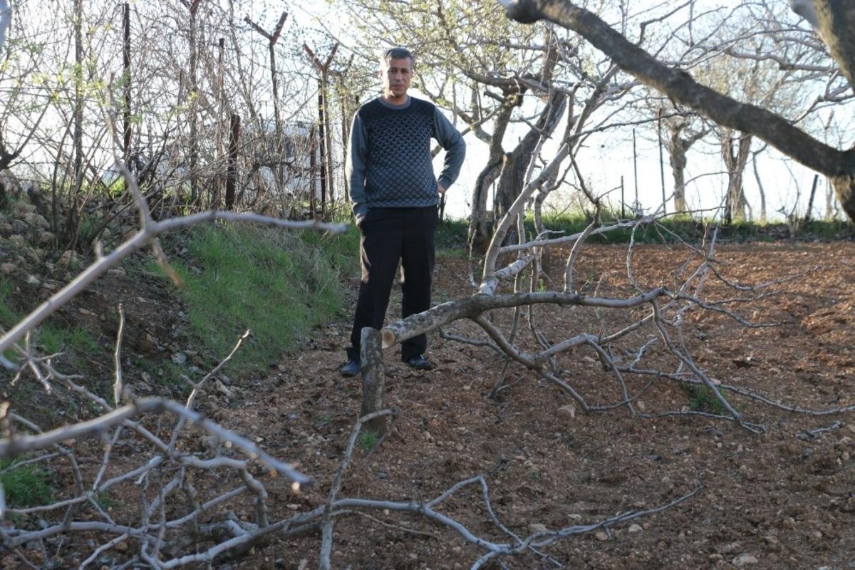 G&ouml;z&uuml; gibi baktığı fıstık ağa&ccedil;larını kesen şahısların yakalanmasını istiyor