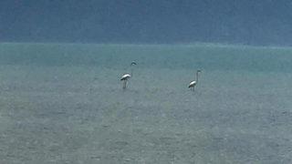 Eğirdir Gölü'nde flamingo şaşkınlığı! İlk kez görüldü