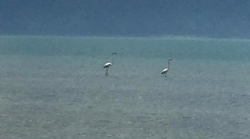 Eğirdir Gölü'nde flamingo şaşkınlığı! İlk kez görüldü
