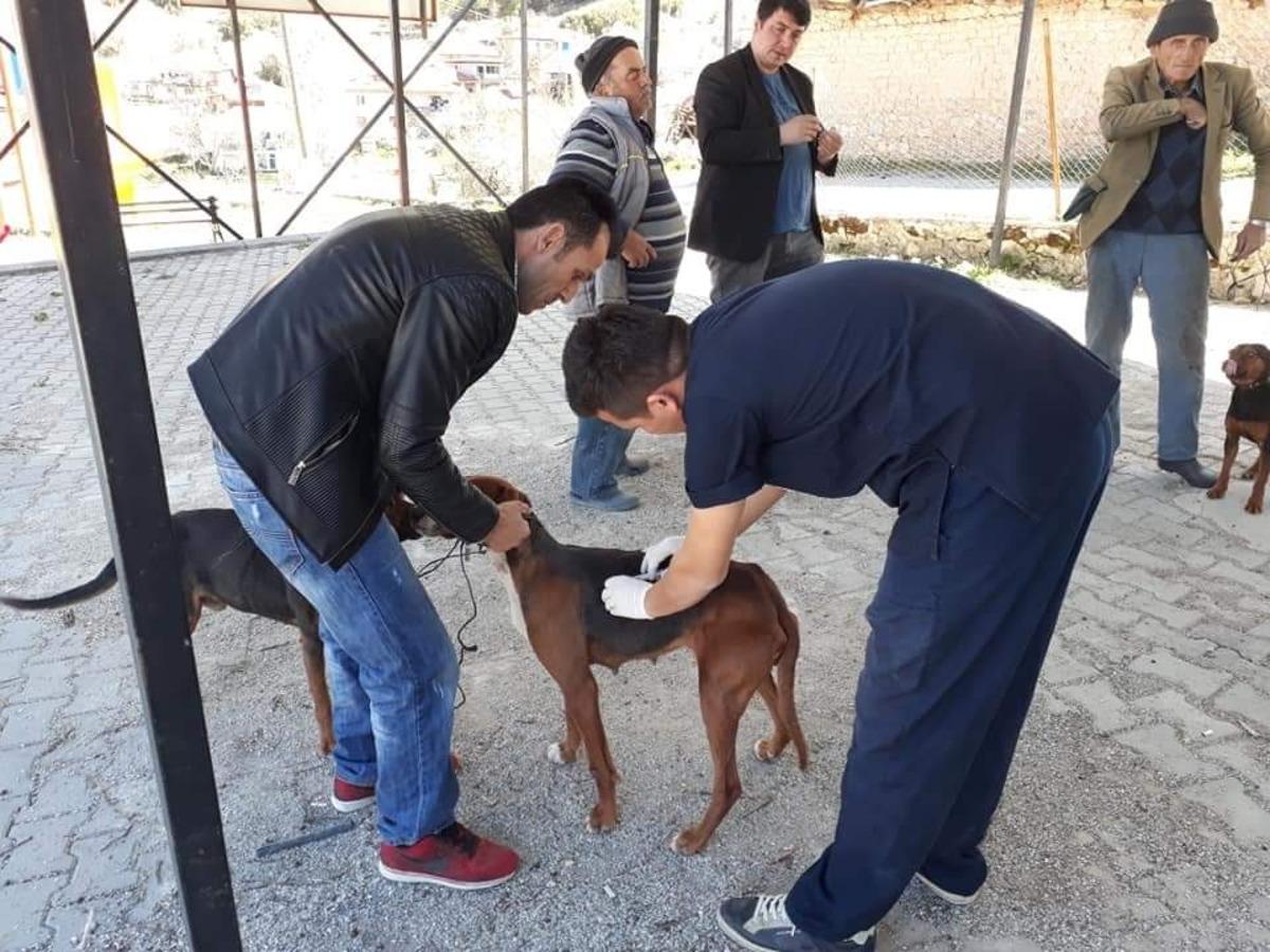 &Ccedil;al&rsquo;da bin 250 hayvana aşı yapıldı