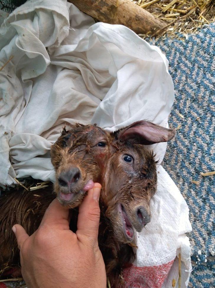 Antalya’da çift başlı oğlak dünyaya geldi G1