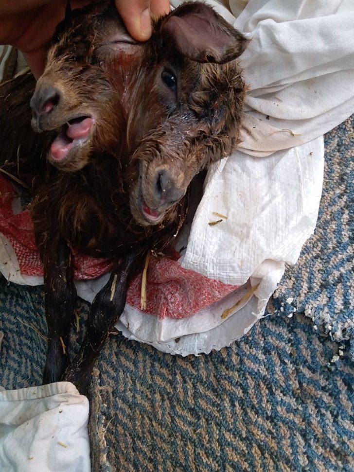 Antalya’da çift başlı oğlak dünyaya geldi G2