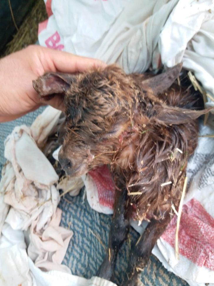 Antalya’da çift başlı oğlak dünyaya geldi G3