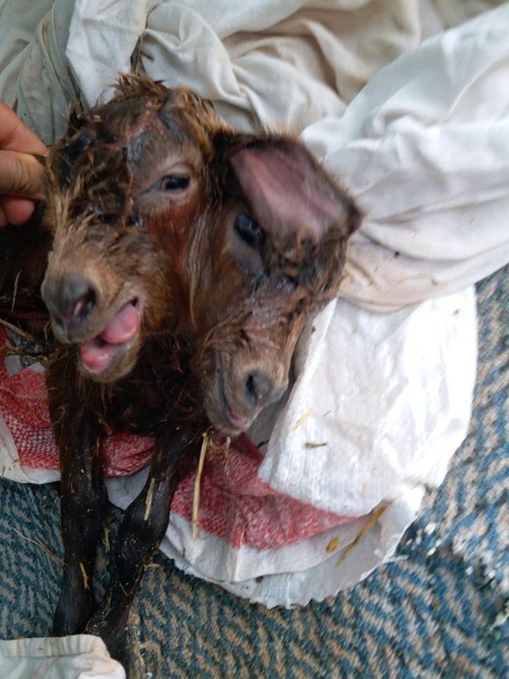 Antalya’da çift başlı oğlak dünyaya geldi G4