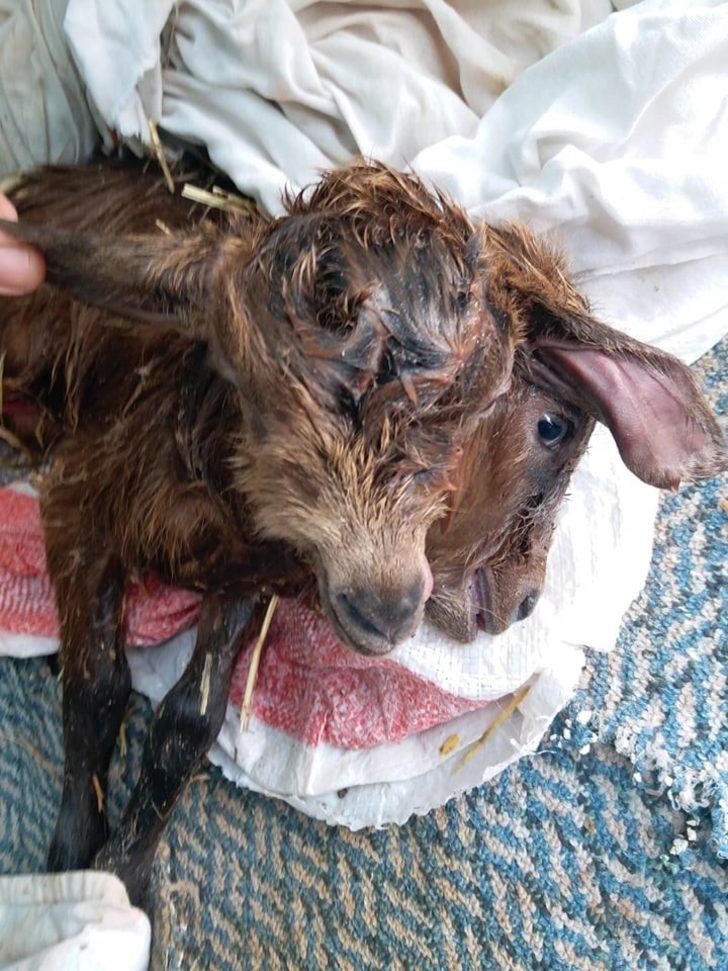 Antalya’da çift başlı oğlak dünyaya geldi G5