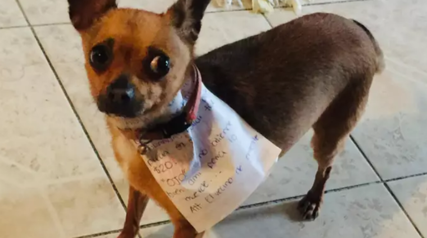 Sen ne sevimlisin! Karantinadaki sahibi için marketten alışveriş yaptı