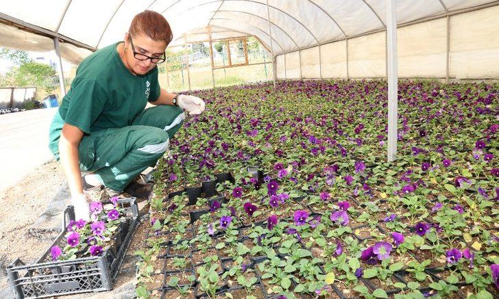 Çankaya Belediyesi evde kalan vatandaşlara menekşe dağıtıyor G1