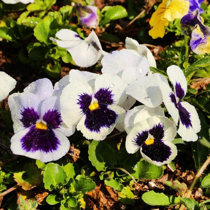 Çankaya Belediyesi evde kalan vatandaşlara menekşe dağıtıyor G4