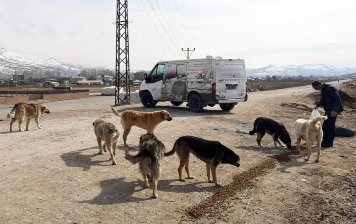 Van B&uuml;y&uuml;kşehir Belediyesi sokak hayvanlarını unutmadı