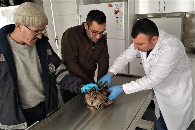 Yaralı baykuş tedavi altına alındı