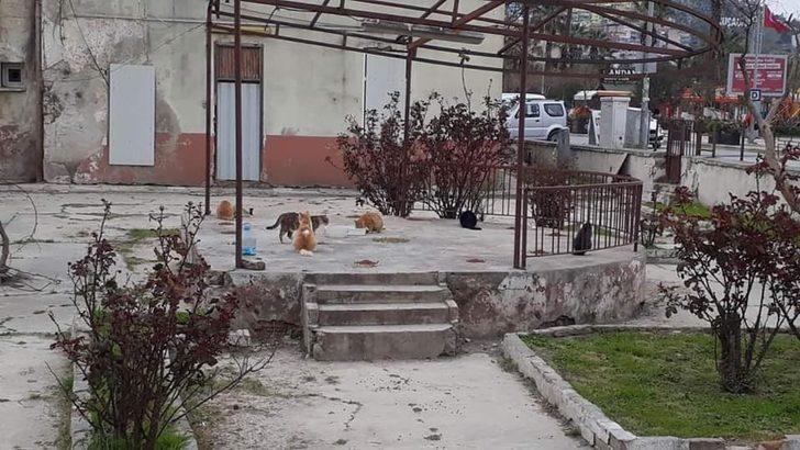 Kuşadası’nda sokak hayvanları için mama dağıtmaya başlandı G3