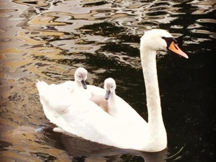 'Aklınızı mı kaçırdınız' G1