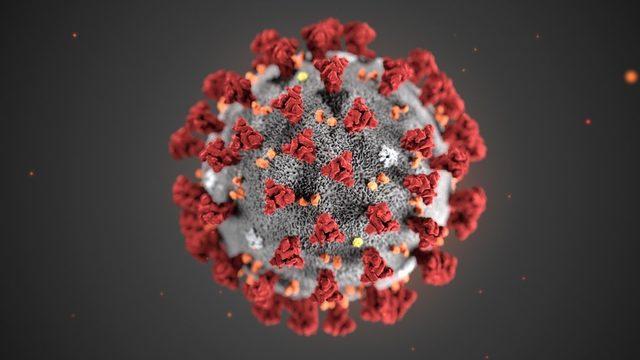 Koronavirüs'ün yüzeyine yapışan proteinler vücudün bağışıklık sistemini de harekete geçiriyor