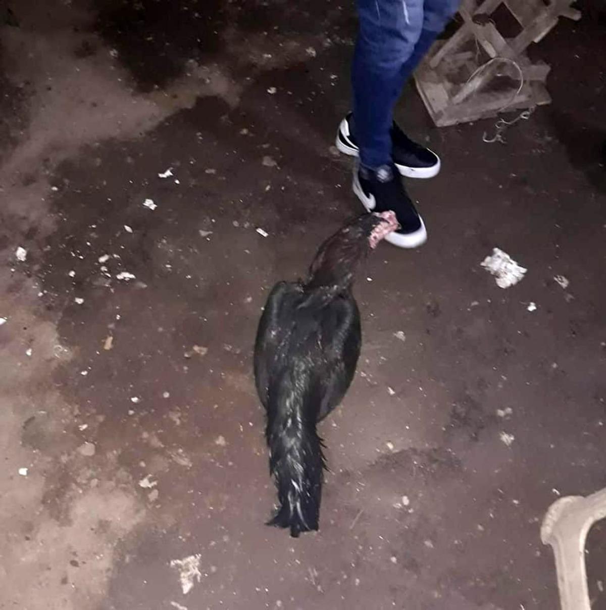 Horoz d&ouml;v&uuml;şt&uuml;ren şahıslara su&ccedil;&uuml;st&uuml;