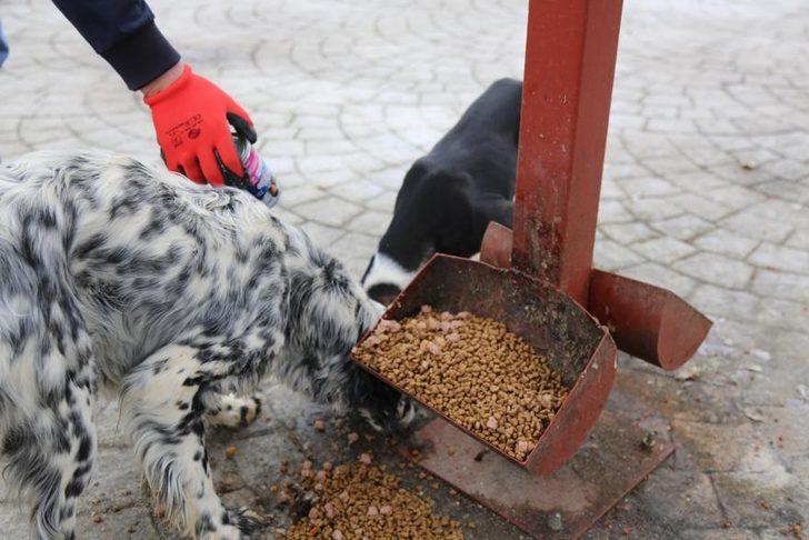 Serdivan Belediyesi sokak hayvanlarını unutmadı G2