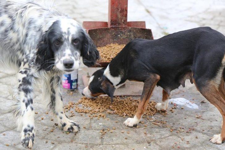 Serdivan Belediyesi sokak hayvanlarını unutmadı G3