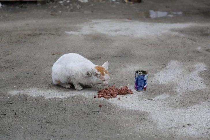 Serdivan Belediyesi sokak hayvanlarını unutmadı G4