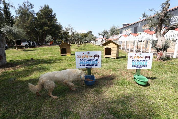 Kepez’de mama ve su kabı sayısı artırıldı G2