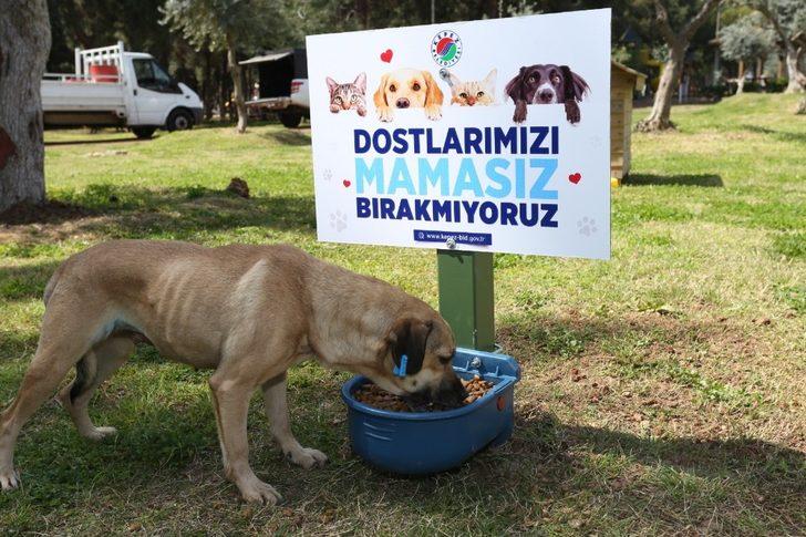 Kepez’de mama ve su kabı sayısı artırıldı G3