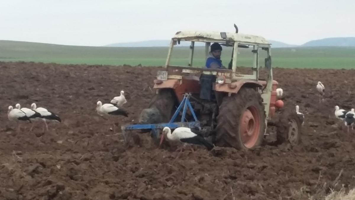 G&ouml;&ccedil; yolundaki leyleklerin beslenme &ccedil;abası