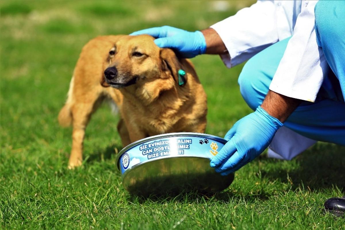 B&uuml;y&uuml;kşehir&rsquo;den can dostlara mama ve su takviyesi