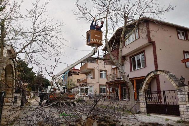 Süleymanpaşa’da ağaçlar budanıyor