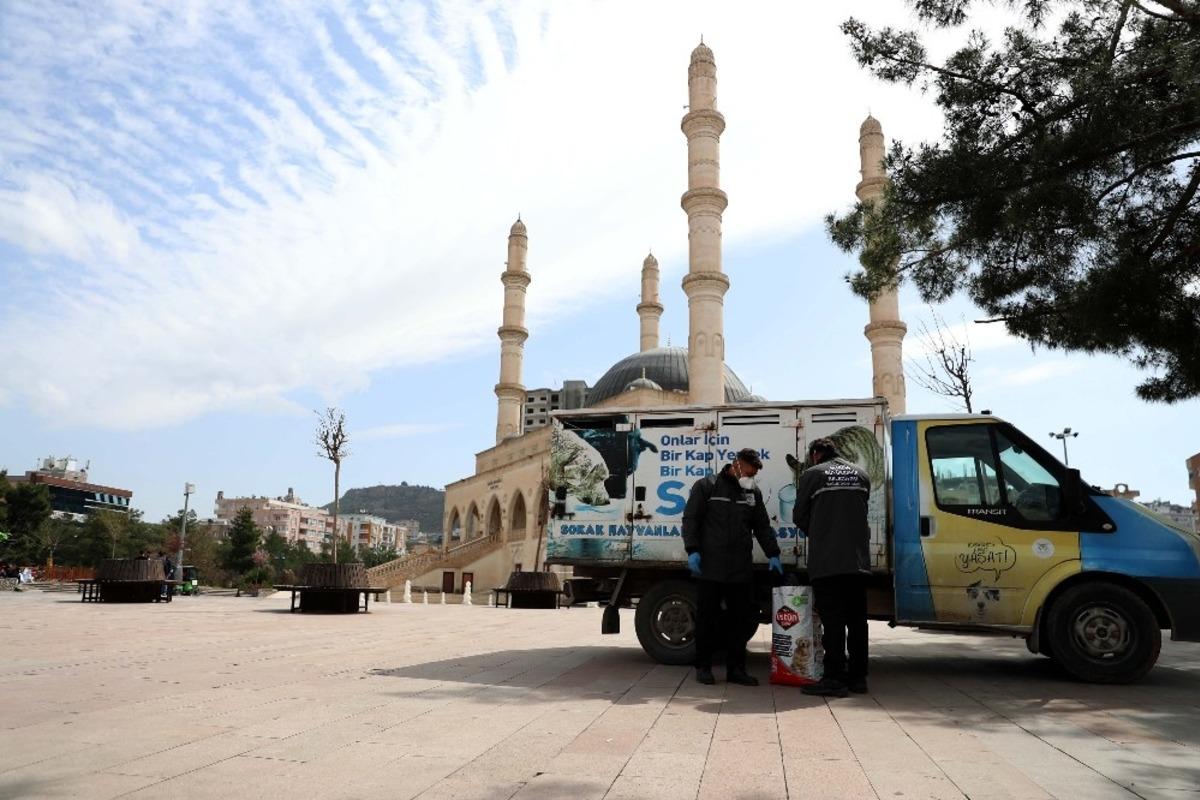 B&uuml;y&uuml;kşehir Belediyesi sokak hayvanlarına sahip &ccedil;ıkıyor