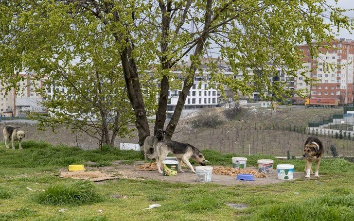 Sokak hayvanları için günde 650 kilo mama G5