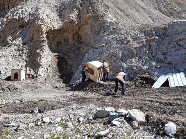 Hakkari’de başıboş hayvanlar için önlem alındı