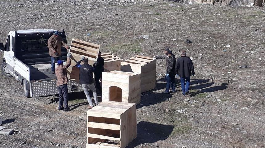 Hakkari&rsquo;de başıboş hayvanlar i&ccedil;in &ouml;nlem alındı