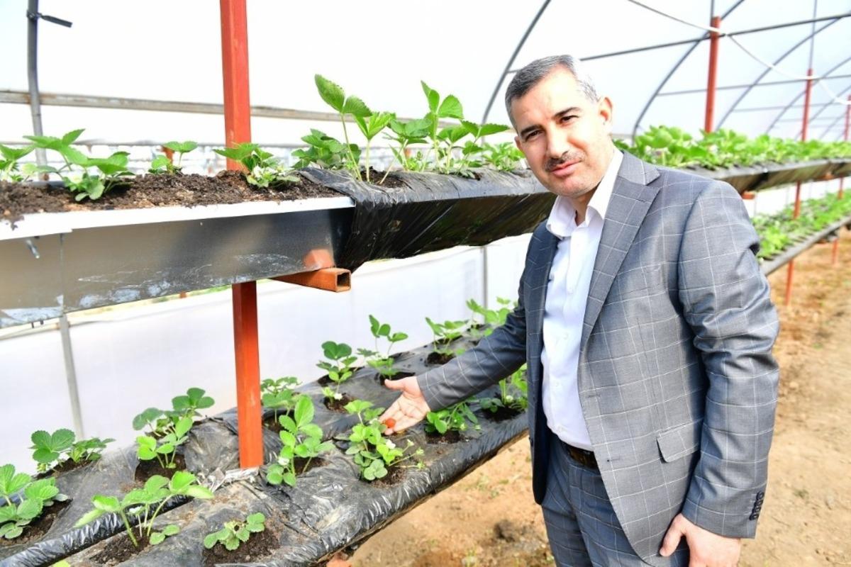 Başkan &Ccedil;ınar, Yeşil Gıda Seracılık Projesini inceledi