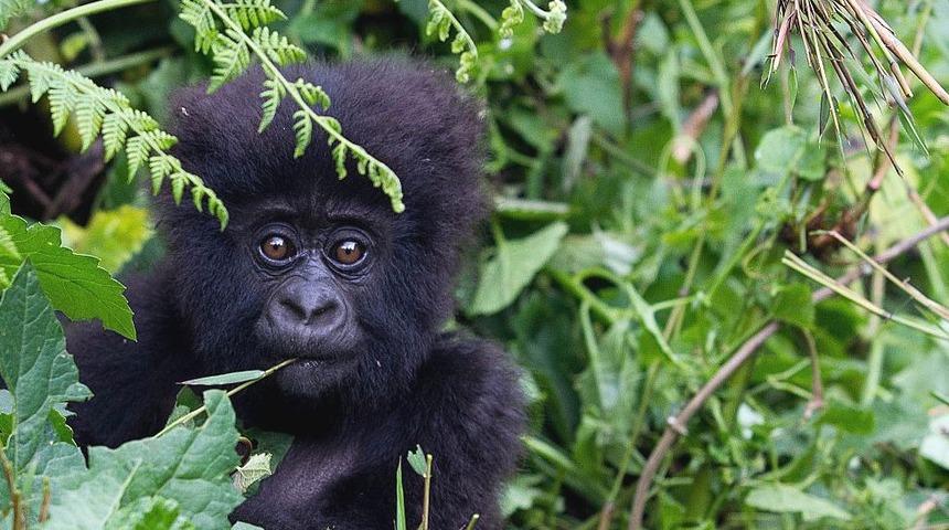 Koronavir&uuml;s: B&uuml;y&uuml;k insansı maymunları enfeksiyondan koruma &ccedil;ağrısı
