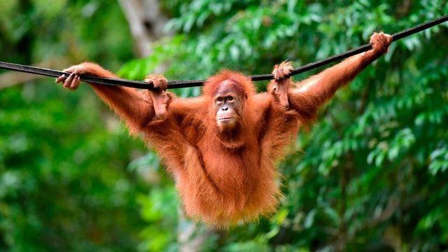 Orangutanların sayısı hızla azalıyor