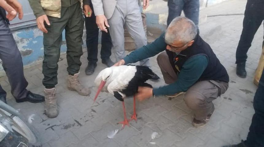 Yaralı olarak bulunan leylek tedavi altına alındı