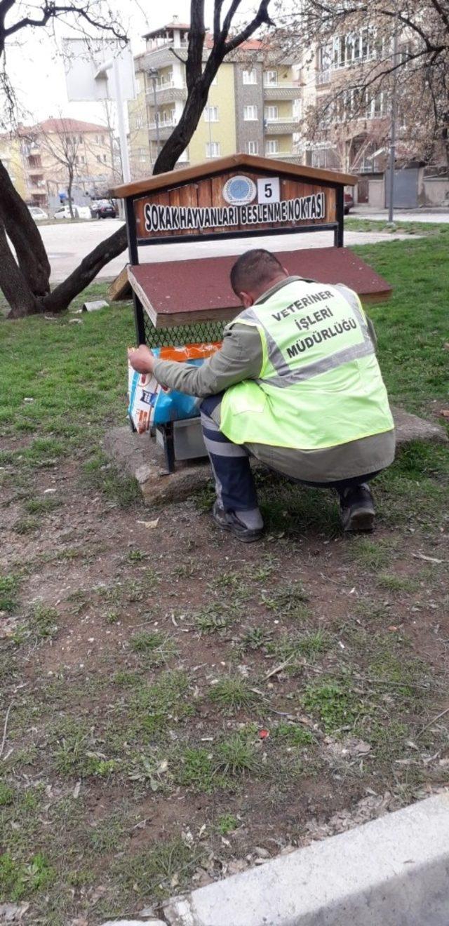 Sokak hayvanları unutulmadı