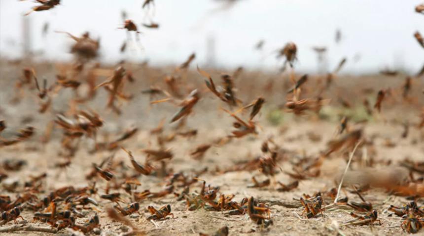 Prof. Dr. Hasan Sevgili'den '&ccedil;ekirge istilası' a&ccedil;ıklaması