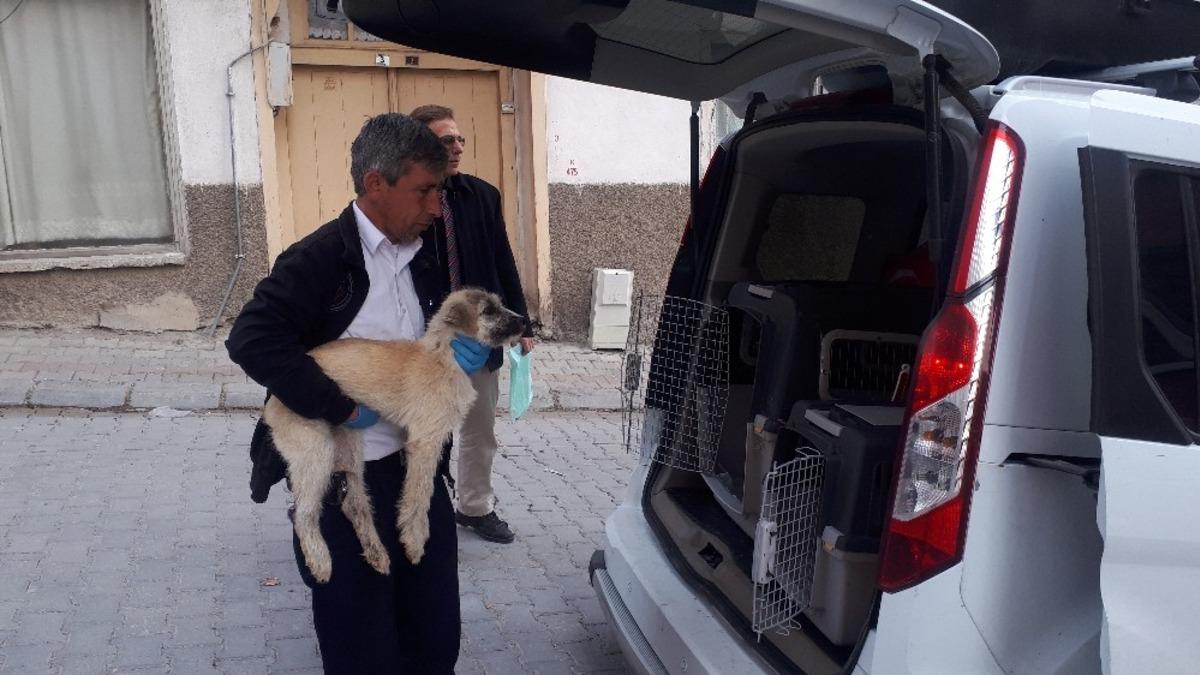 Trafik kazasında yaralan 3 k&ouml;pek tedavi i&ccedil;in İstanbul&rsquo;a g&ouml;nderildi