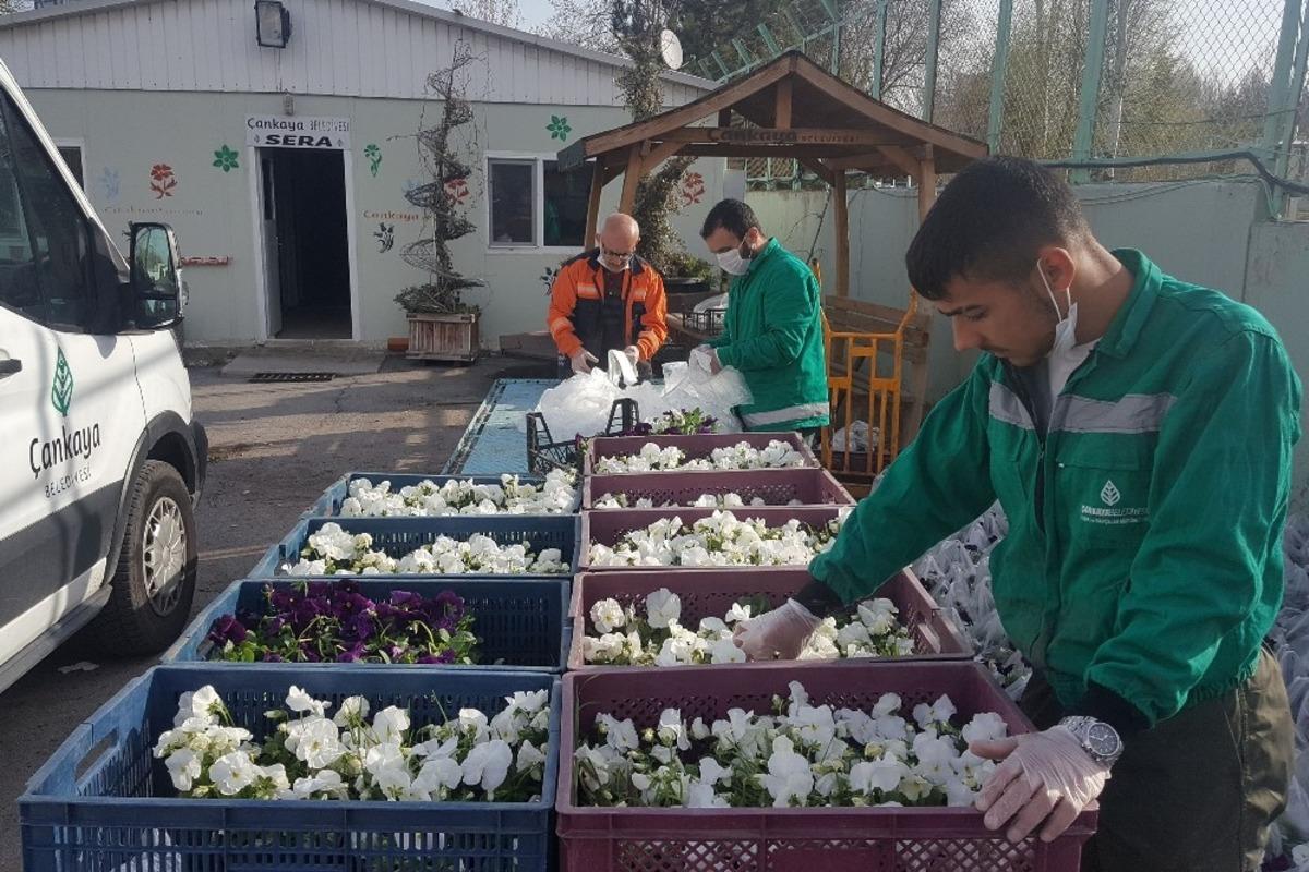 Salgın nedeniyle evde kalan vatandaşların balkonu menekşe ile s&uuml;slenecek