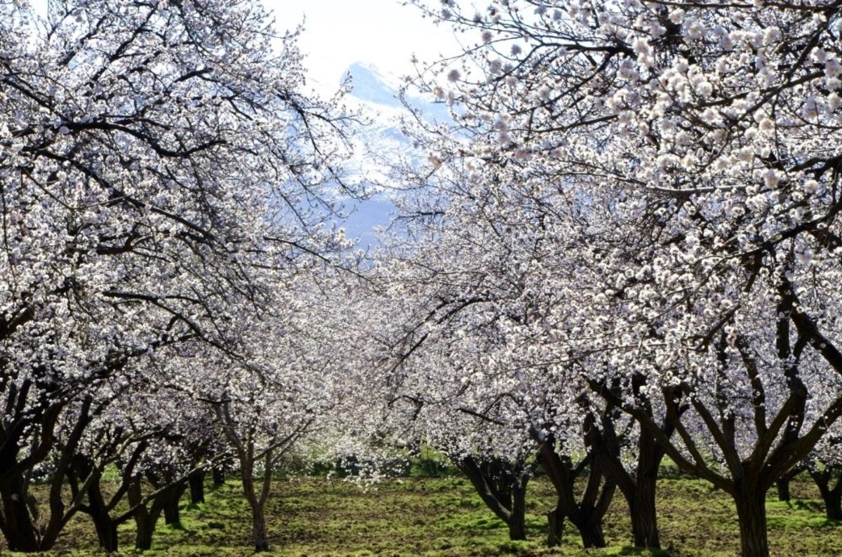 Malatya, kayısı &ccedil;i&ccedil;eği gelinliğine b&uuml;r&uuml;nd&uuml;