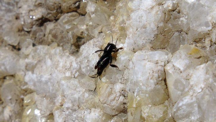 Karabük'te ortaya çıktılar! Korkutan manzara G3