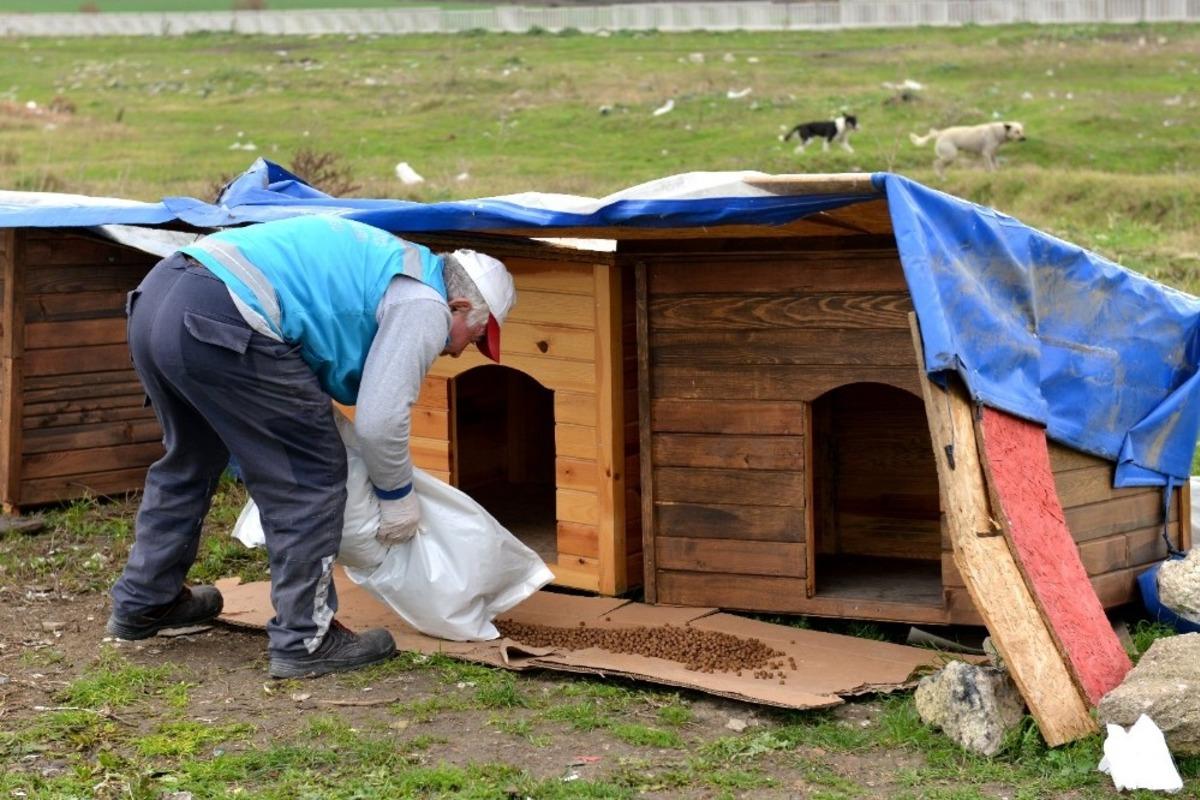 Avcılar Belediyesi sokak hayvanlarını unutmadı