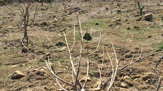 Adana'da bahçeden 110 kiraz ağacının kesildiği iddia edildi