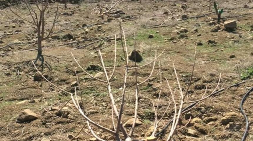 Adana'da bah&ccedil;eden 110 kiraz ağacının kesildiği iddia edildi