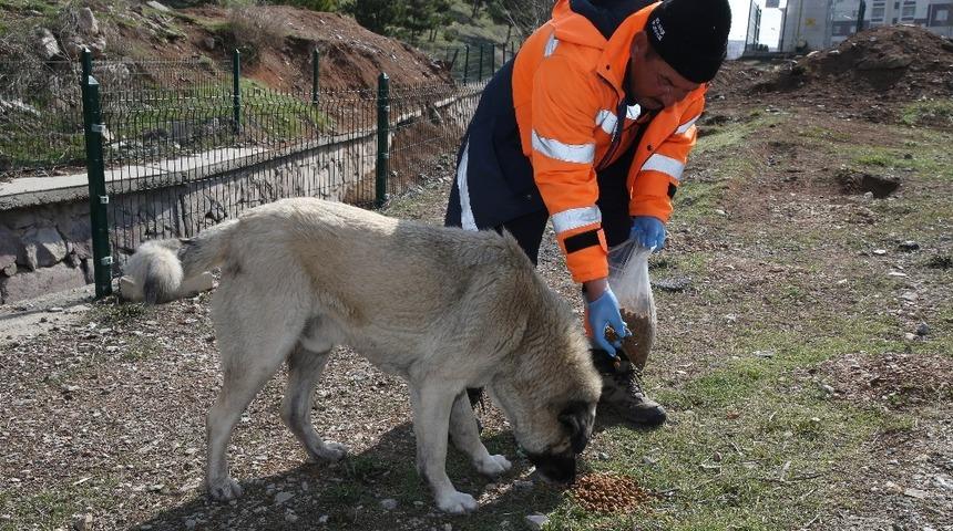 Gölbaşı Belediyesi sokak hayvanlarını yalnız bırakmadı