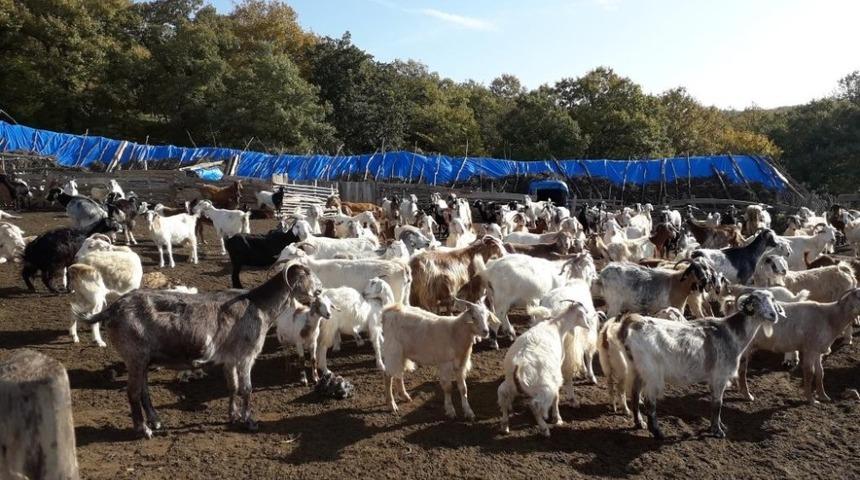 Kırklareli&rsquo;de 4 milyon 72 bin TL koyun/ke&ccedil;i desteklemesi