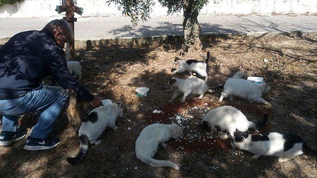 Didimli hayvanseverler sokak hayvanlarını unutmadı