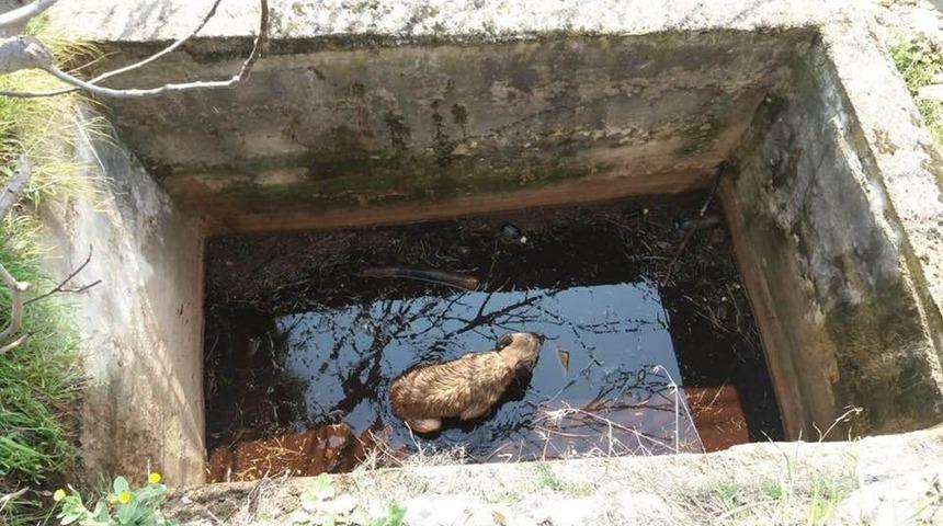 Sulama kuyusuna düşen yavru köpeği itfaiye kurtardı