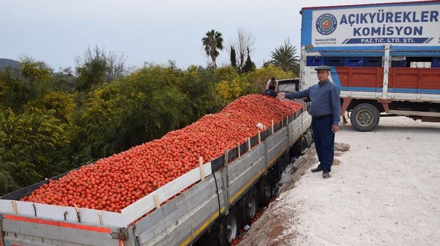 Fiyatı 50 kuruşa düşen domates üreticinin elinde kaldı
