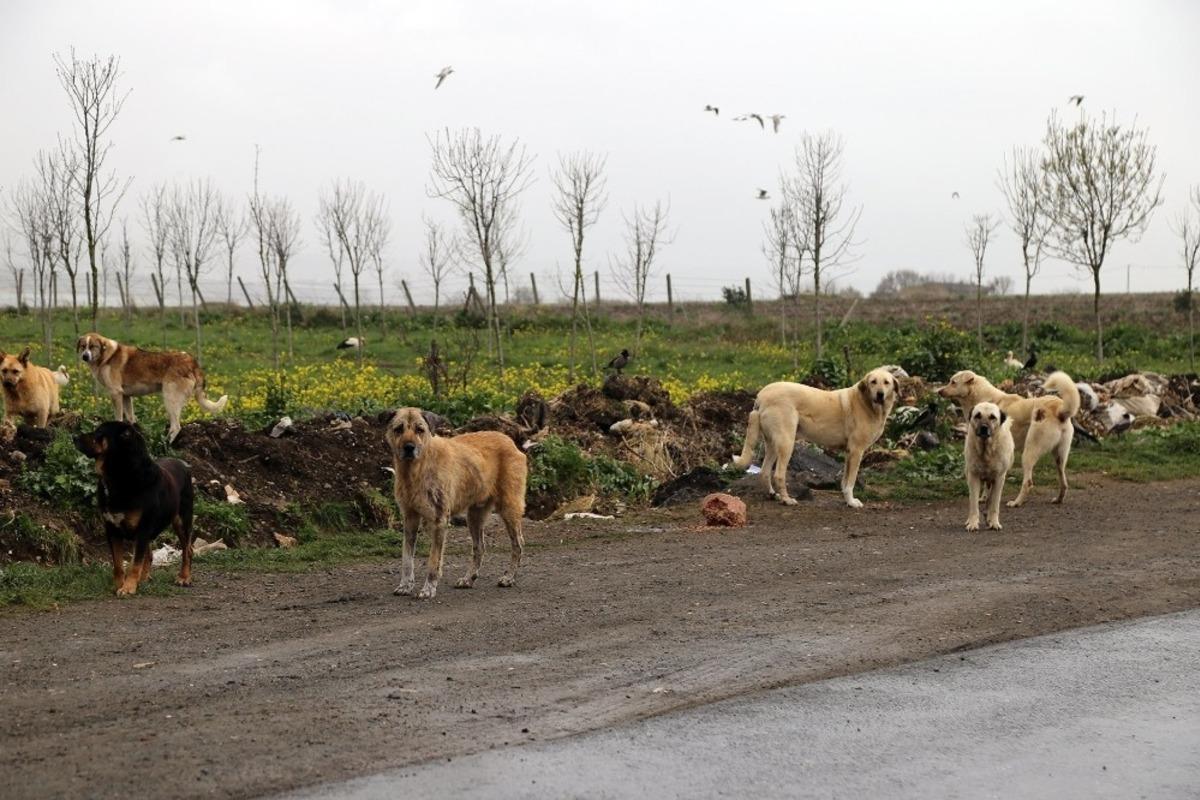 B&uuml;y&uuml;k&ccedil;ekmece Belediyesi, sokak hayvanlarını unutmadı