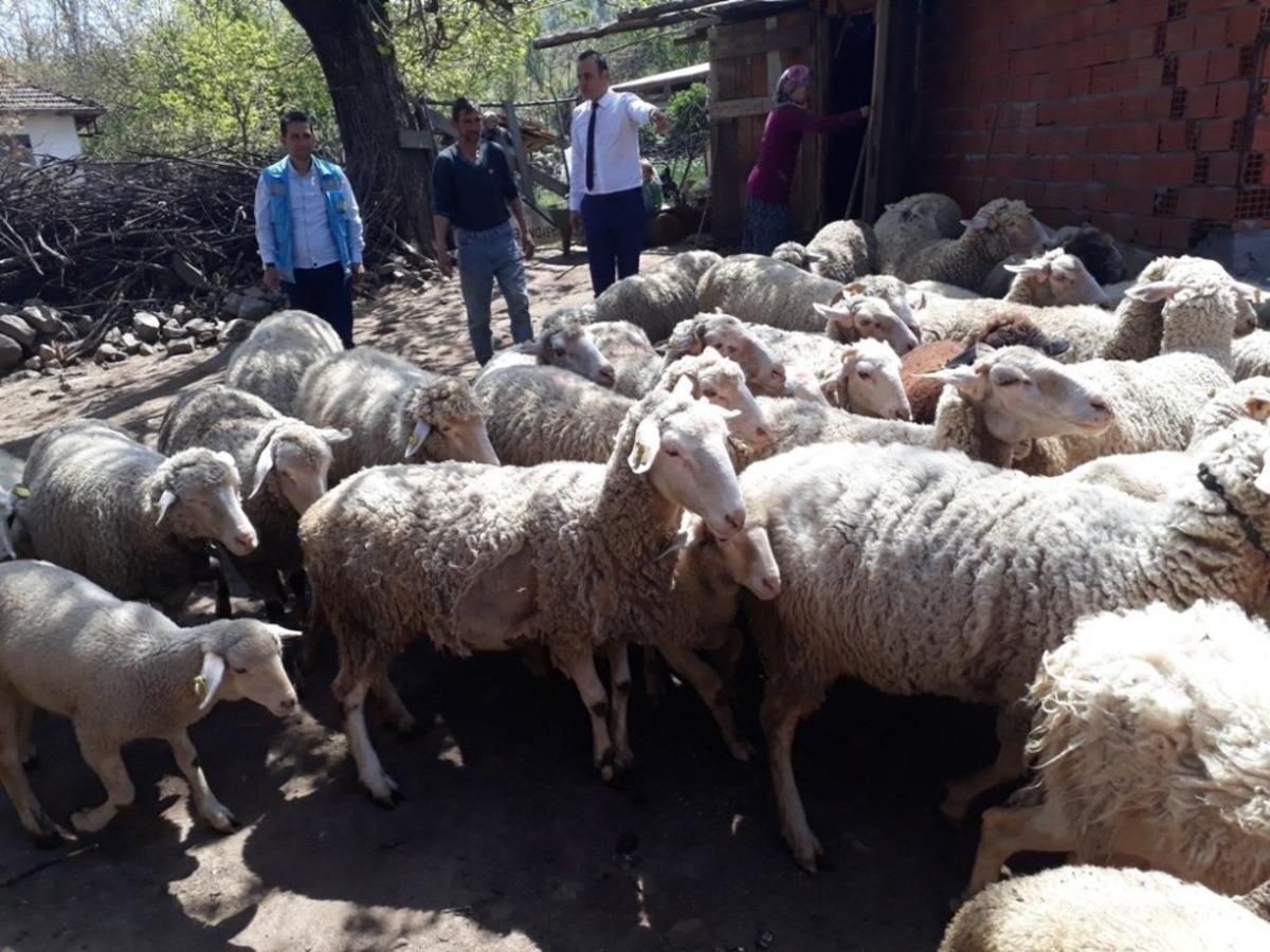 Simav&rsquo;da 517 &ccedil;ift&ccedil;iye 895 bin TL k&uuml;&ccedil;&uuml;kbaş hayvan desteklemesi
